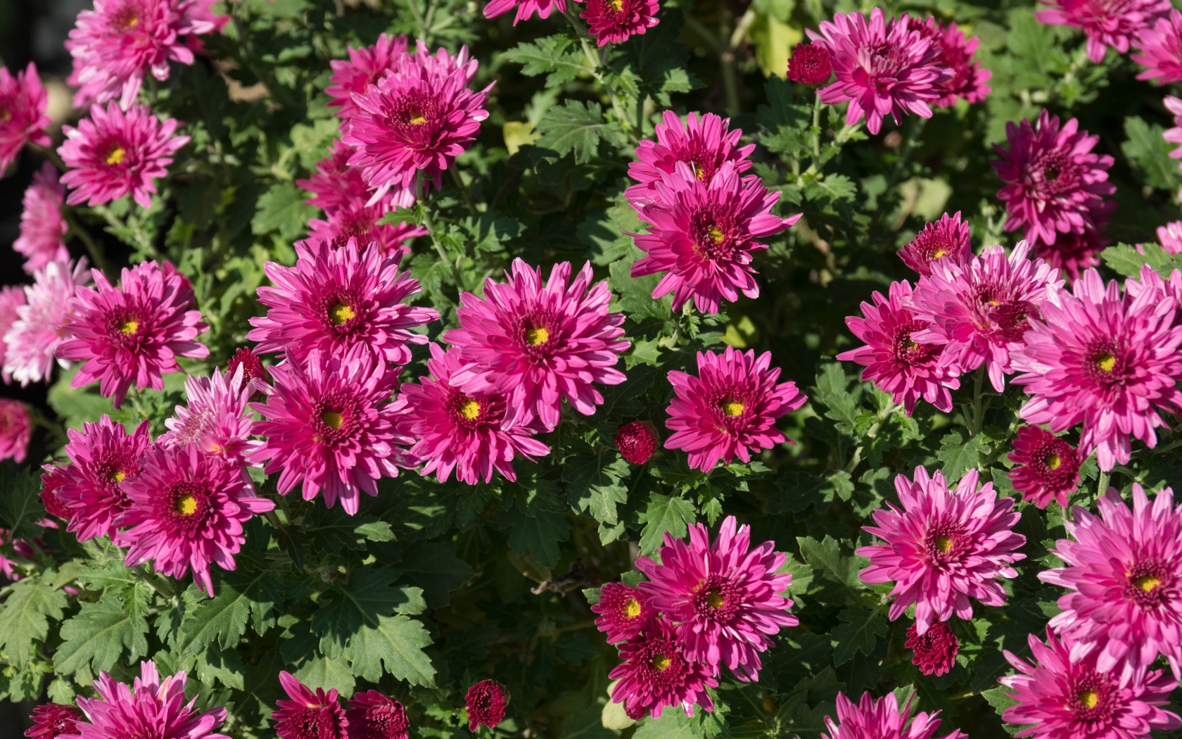 Красивые розовые хризантемы крупным планом