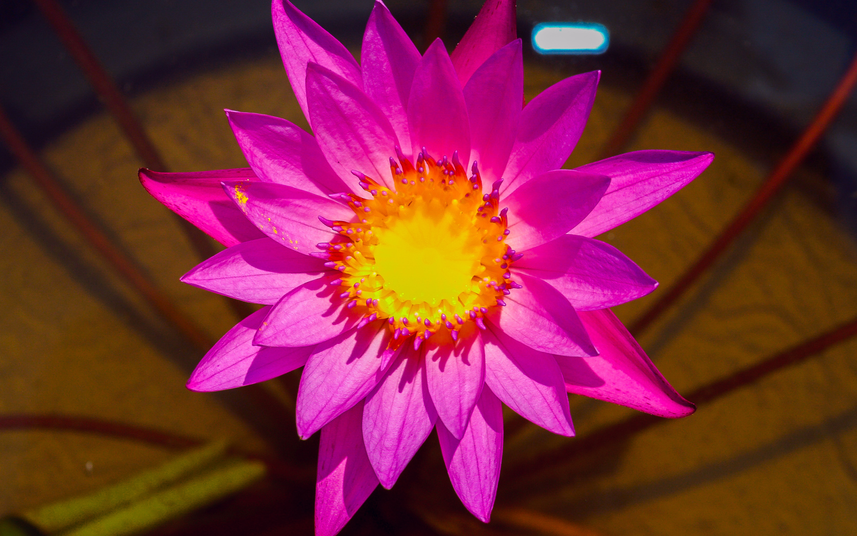 Красивый розовый цветок лотоса крупным планом