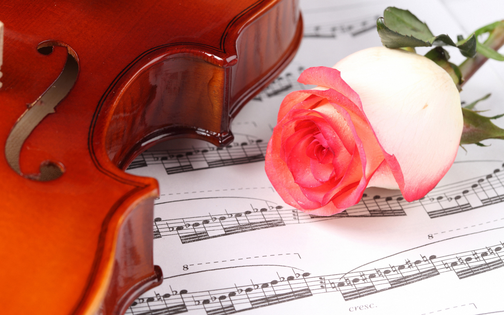 Красивая розовая роза на нотах со скрипкой
