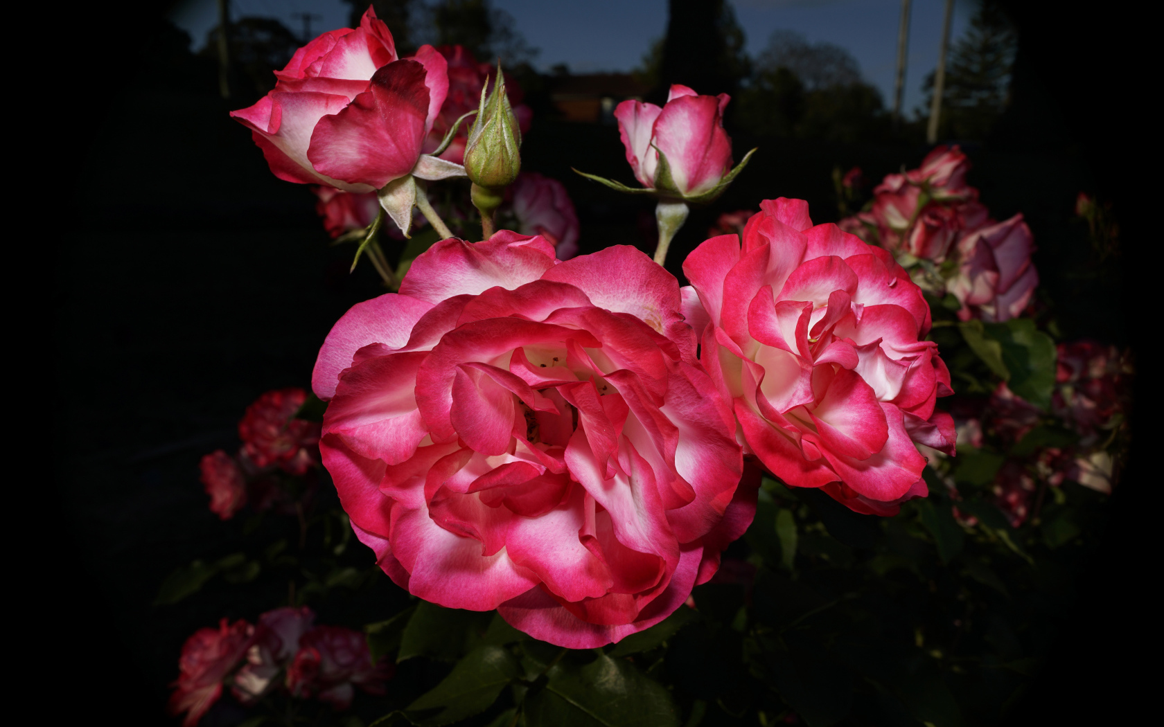 Красивые розовые розы с бутонами на клумбе 