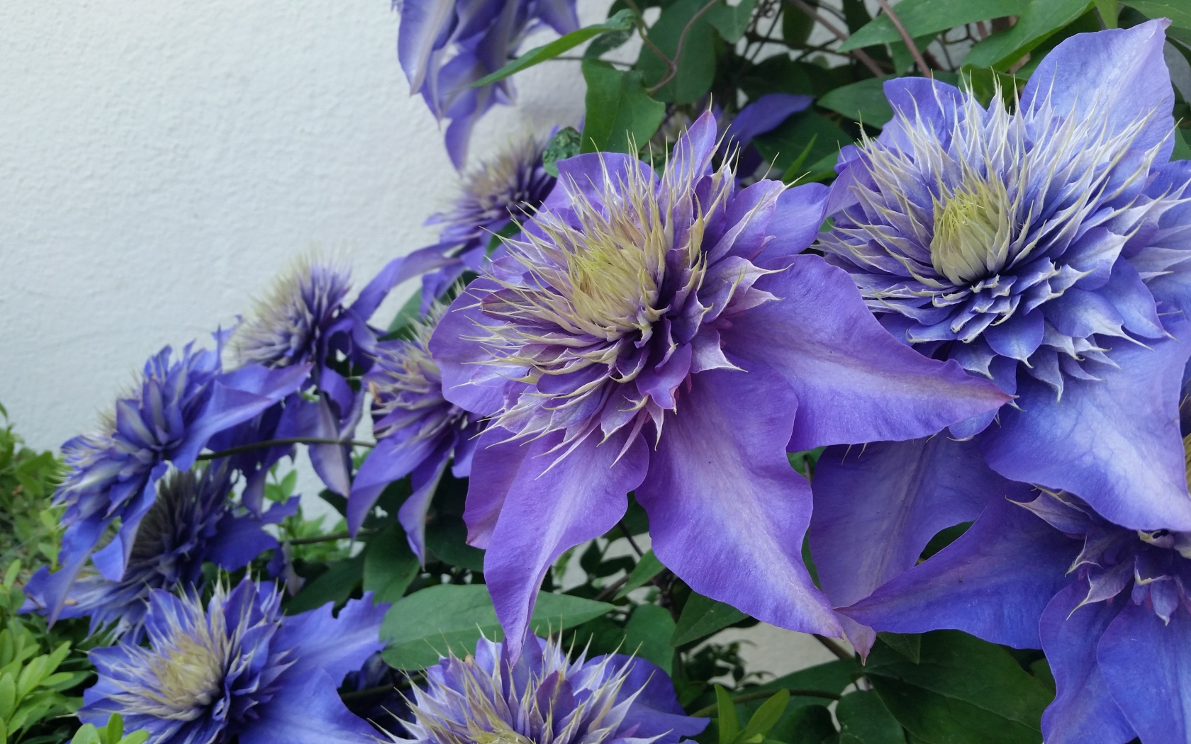 Красивые фиолетовые цветы клематиса