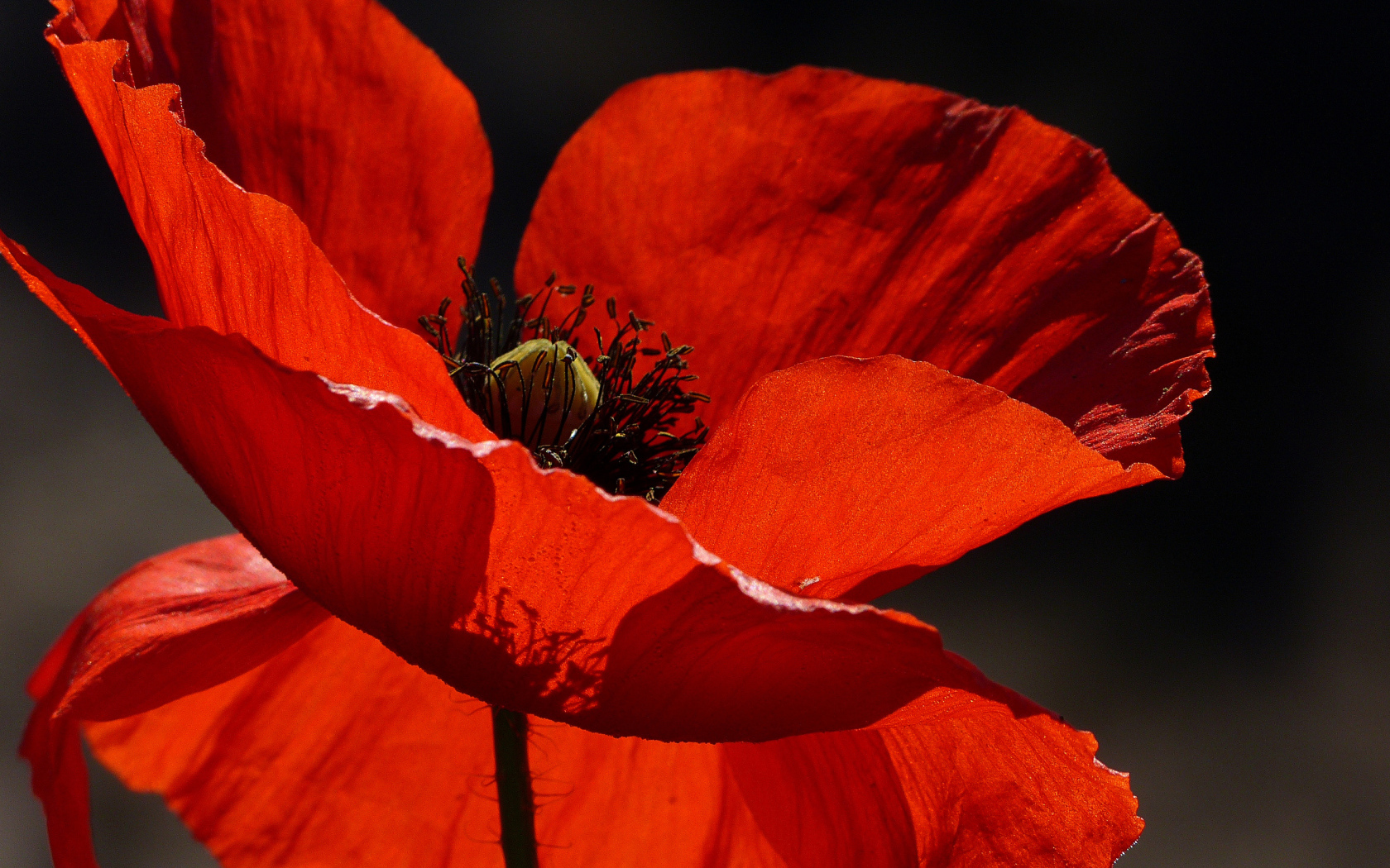 Красивый красный мак в лучах солнца крупным планом