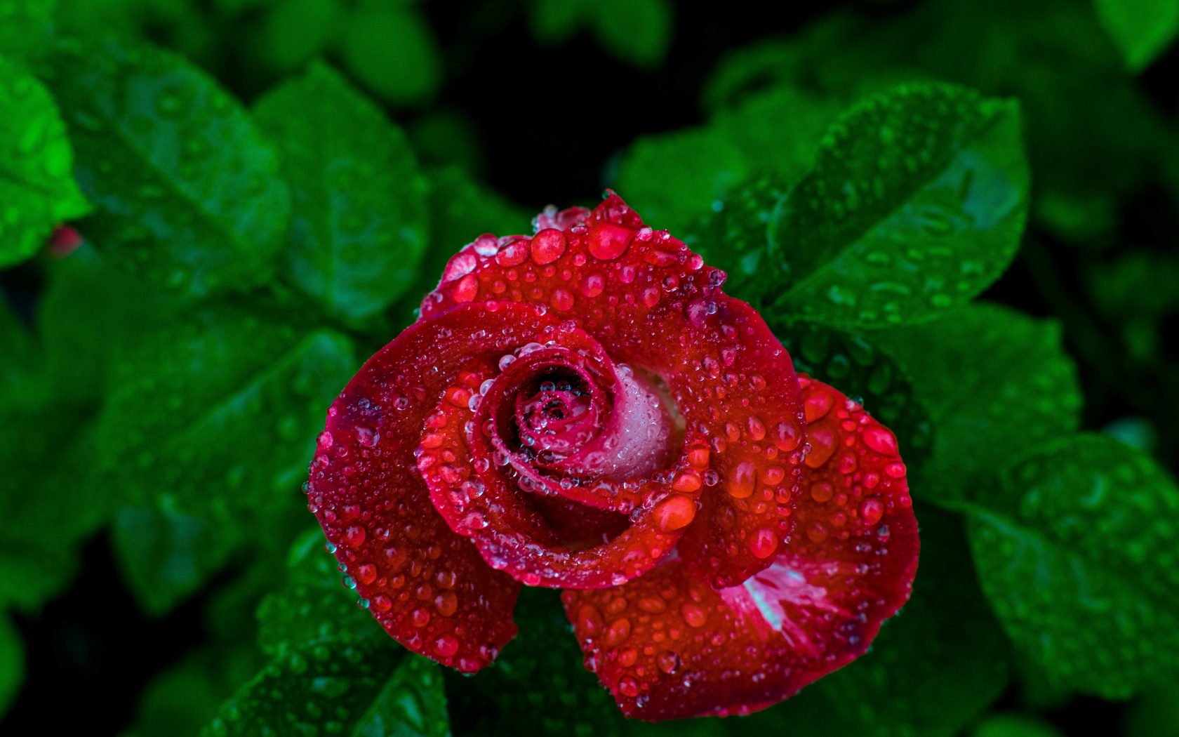 Красивая красная роза в каплях росы вид сверху 