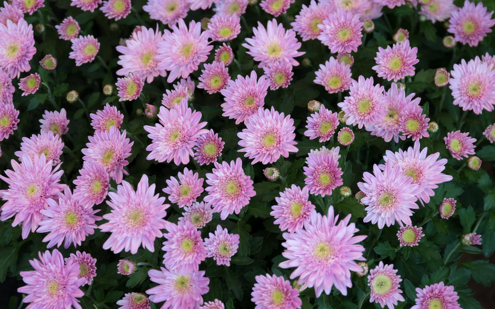 Красивые нежные розовые садовые цветы хризантемы