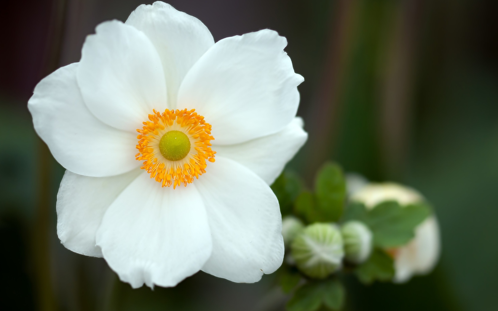 Красивый белый нежный цветок анемоны крупным планом