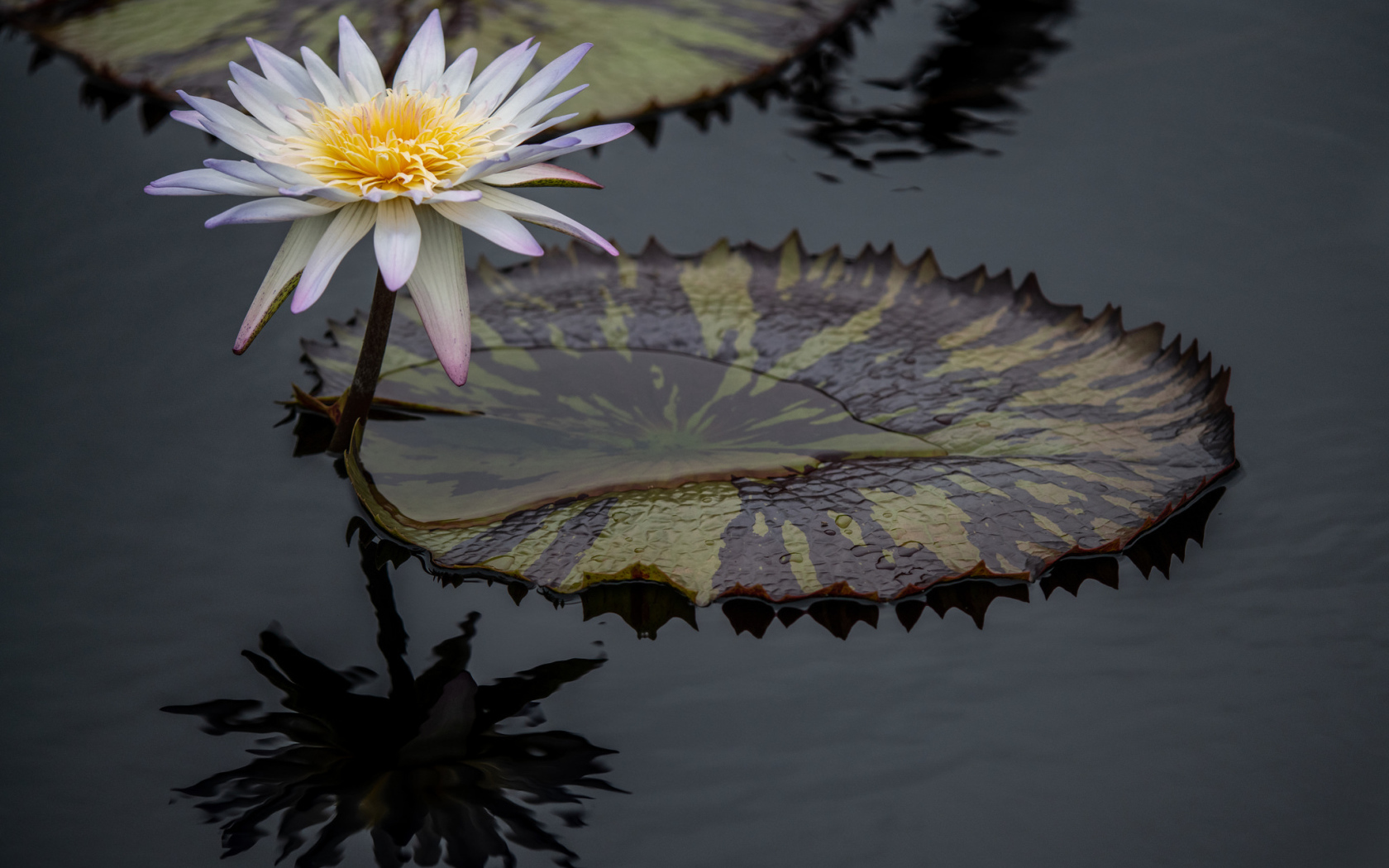 Красивый белый цветок водяной лилии в воде 