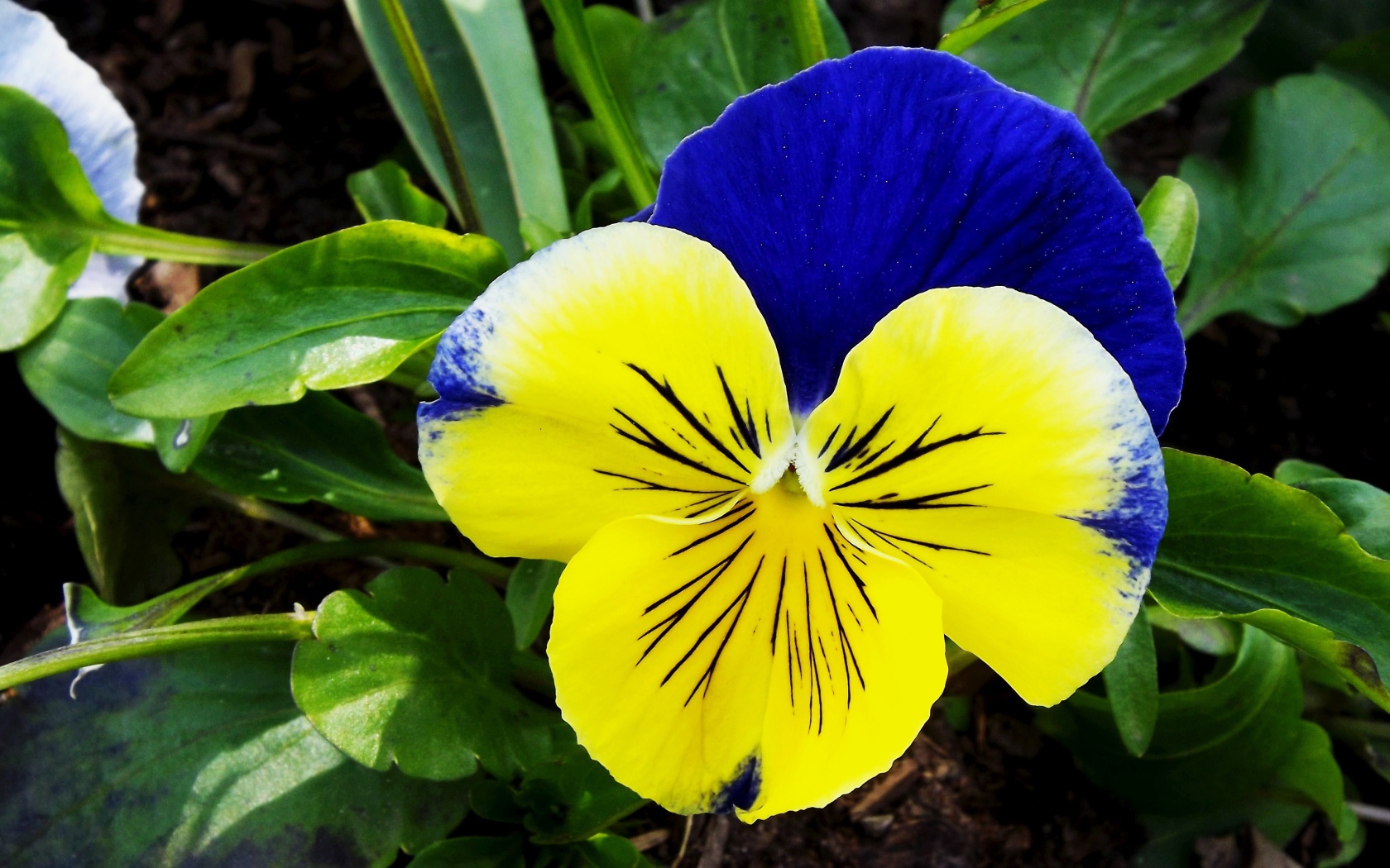 Красивый желто - голубой цветок анютины глазки крупным планом