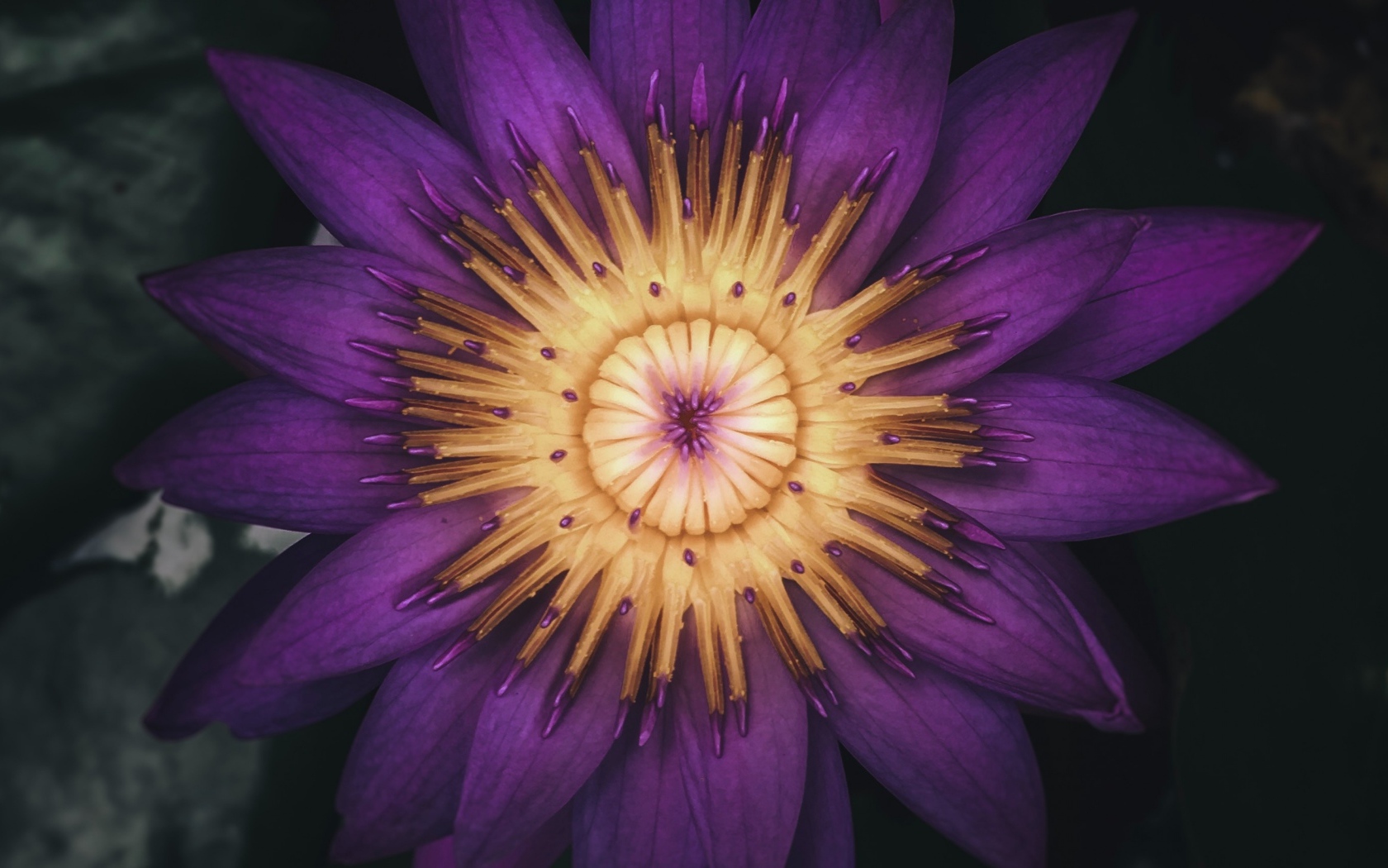 Распустившийся цветок фиолетового лотоса