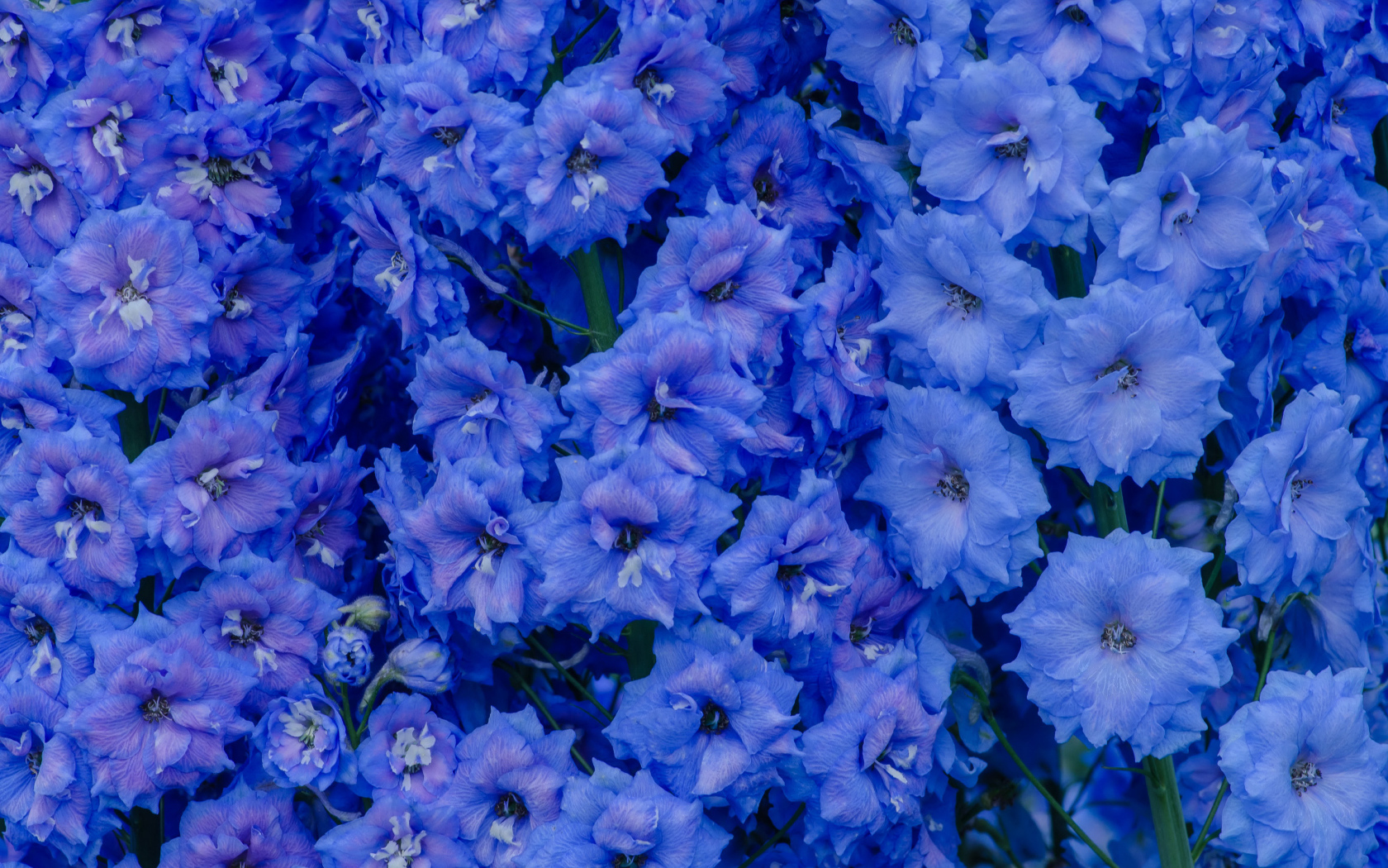 Голубые цветы левкой крупным планом