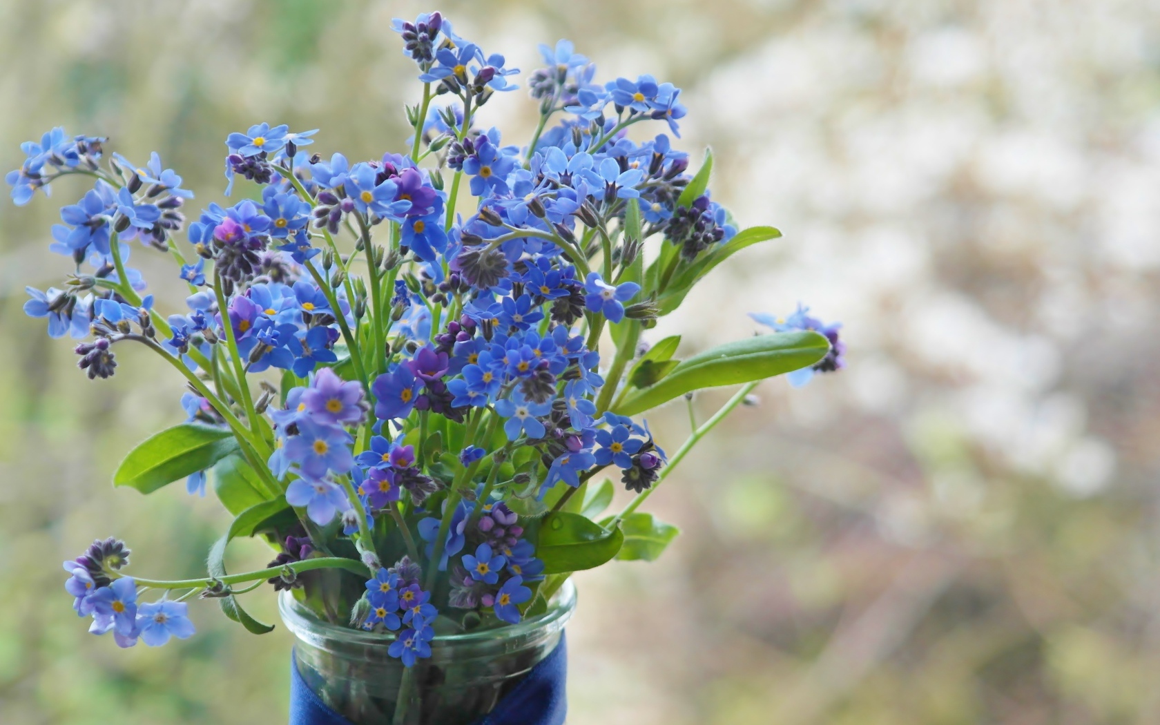 Голубые цветы незабудки в вазе с лентой