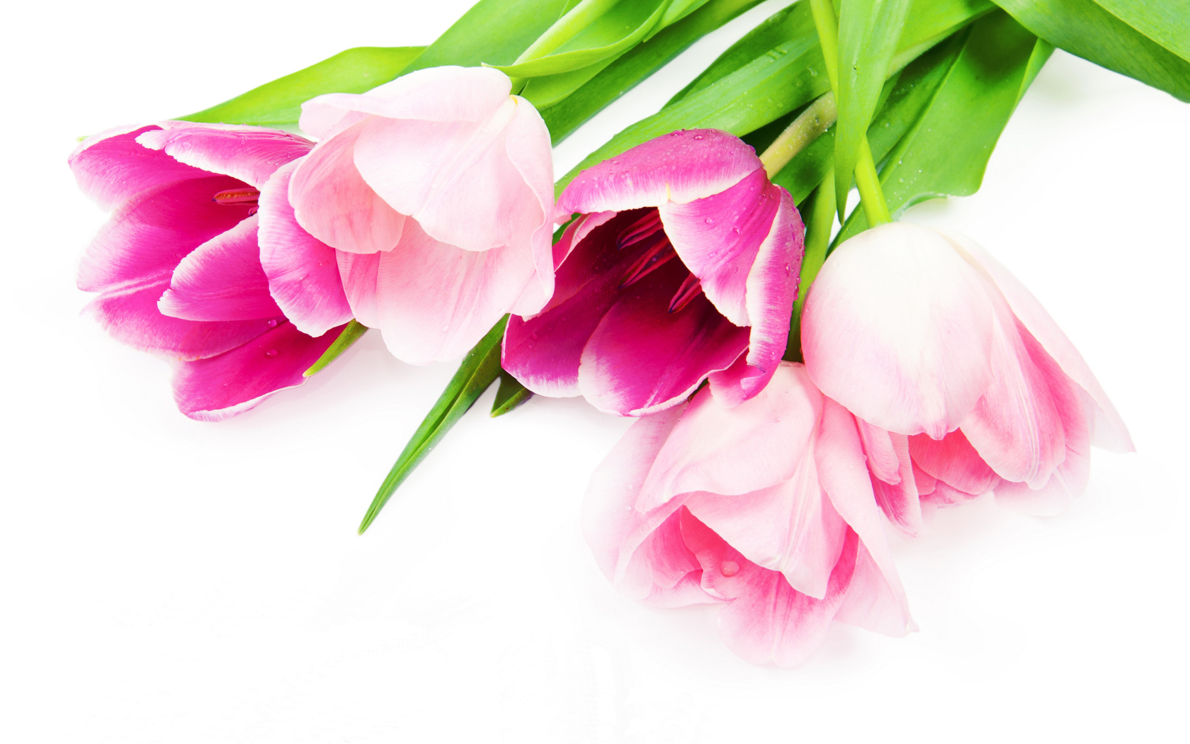 Букет нежных розовых тюльпанов на белом фоне