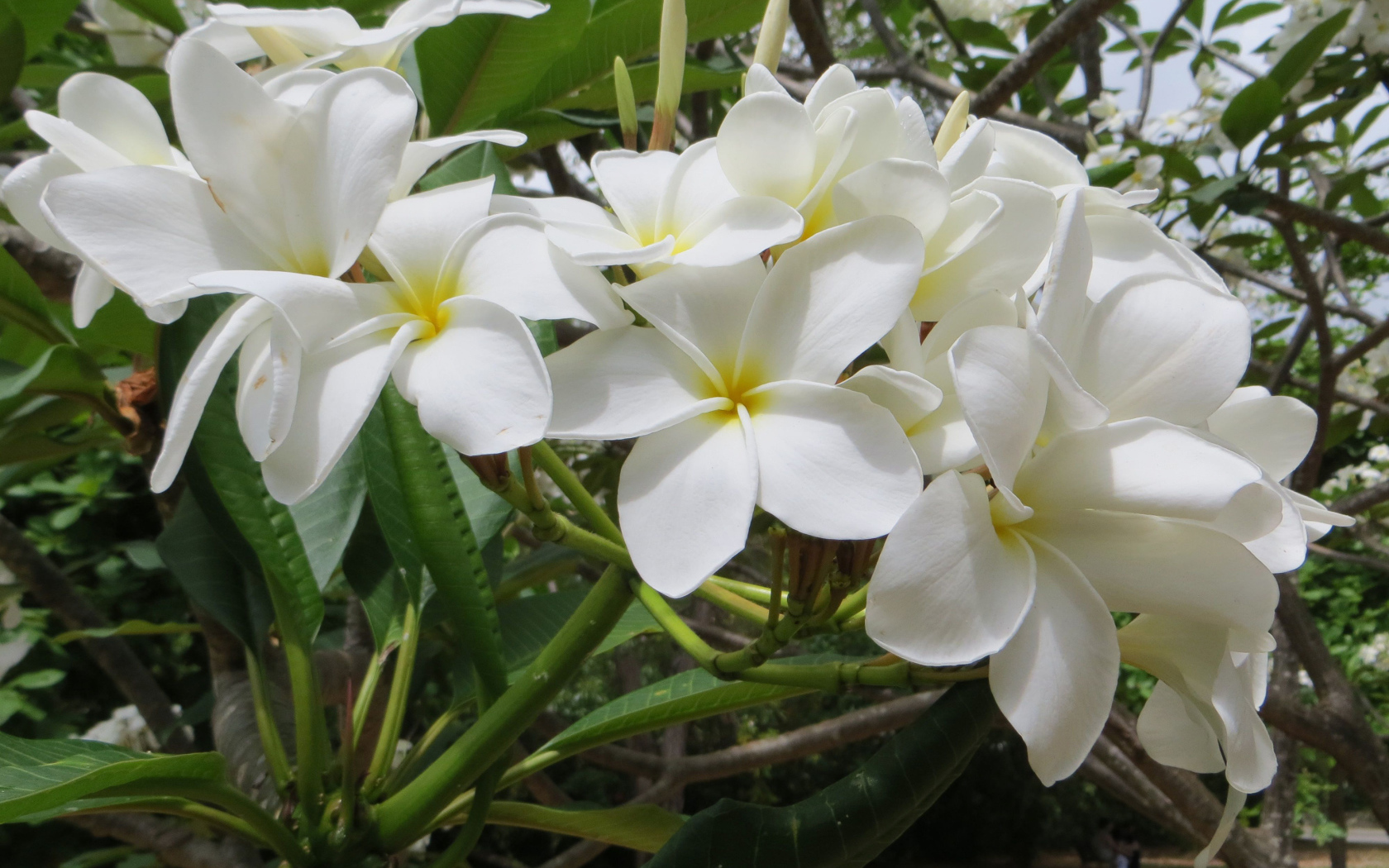 Ветка с белыми цветами плюмерия 