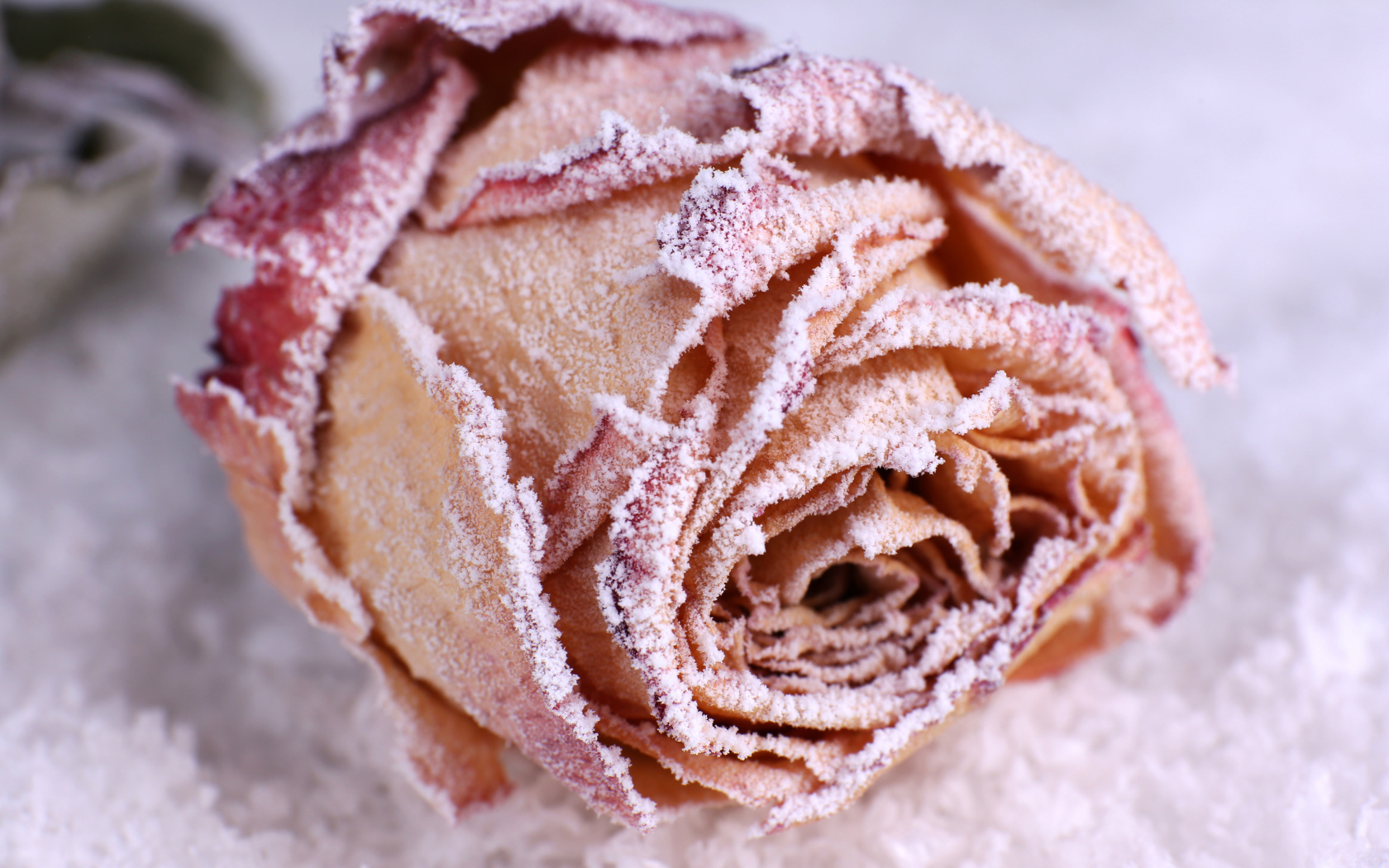 Покрытая инеем красная роза на снегу