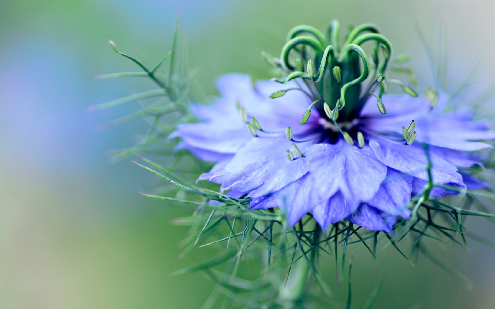 Нежный голубой цветок черного тмина