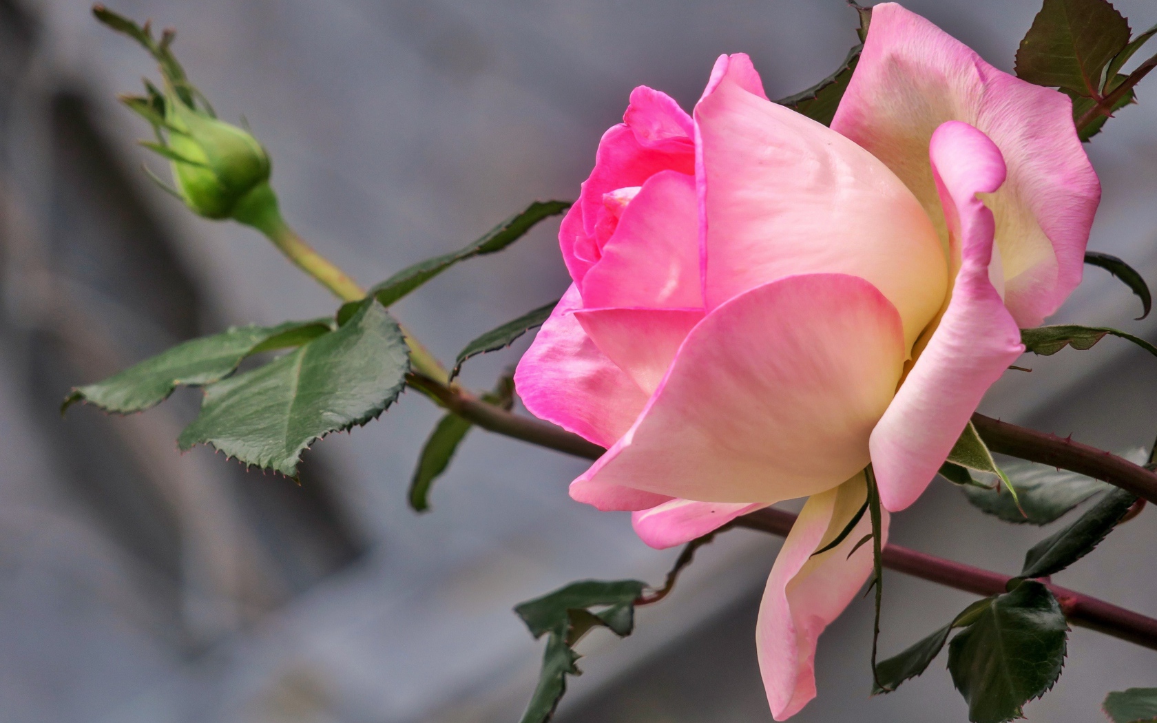 Нежная розовая роза с бутоном крупным планом