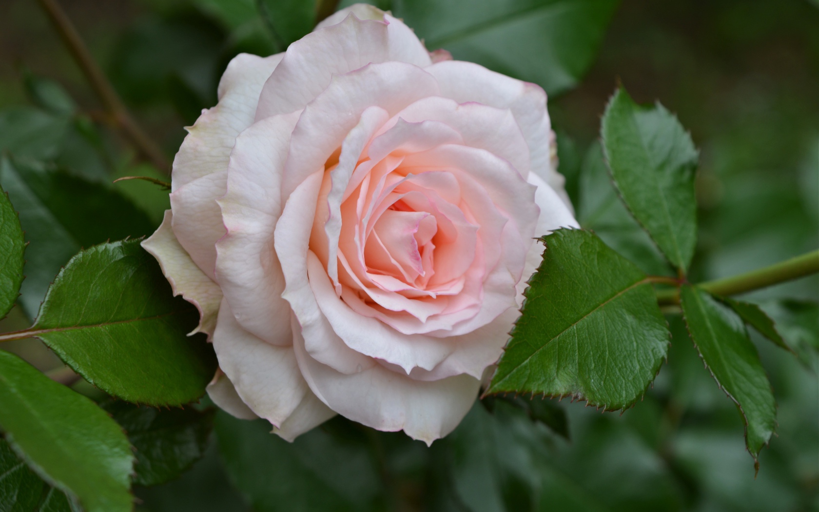 Нежная розовая роза с зелеными листьями крупным планом