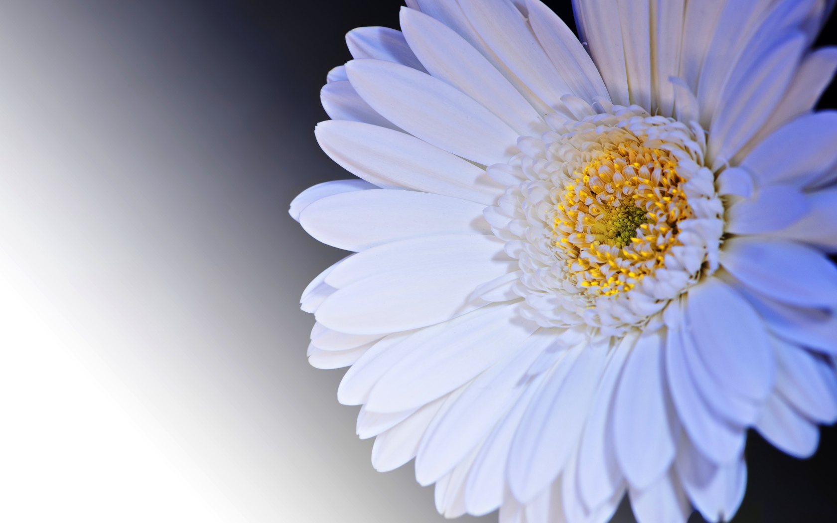 Нежный белый цветок герберы с желтой серединкой крупным планом