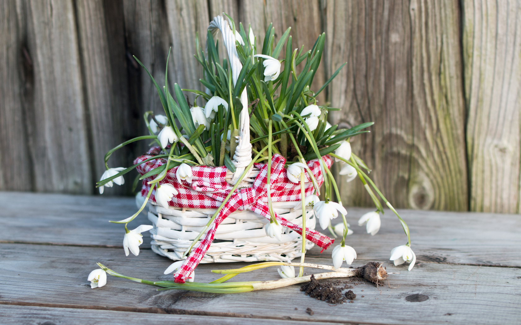 Нежные белые весенние цветы подснежники в корзине