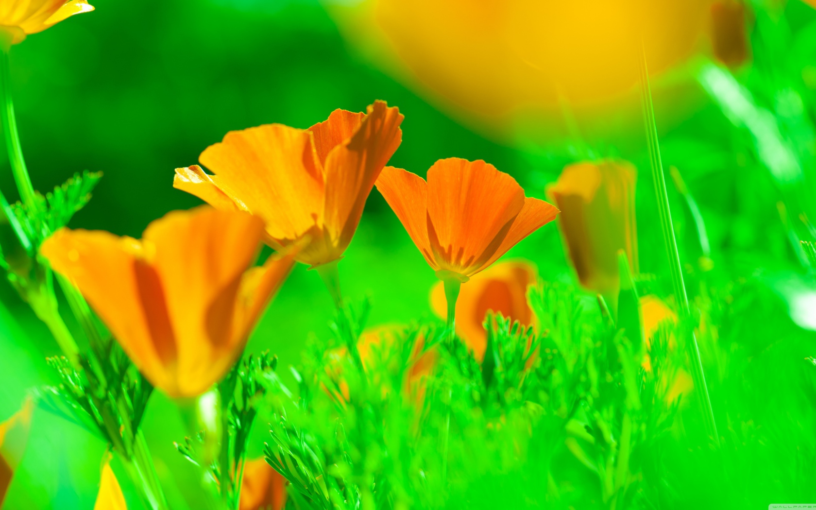 Нежные желтые цветы эшшольция