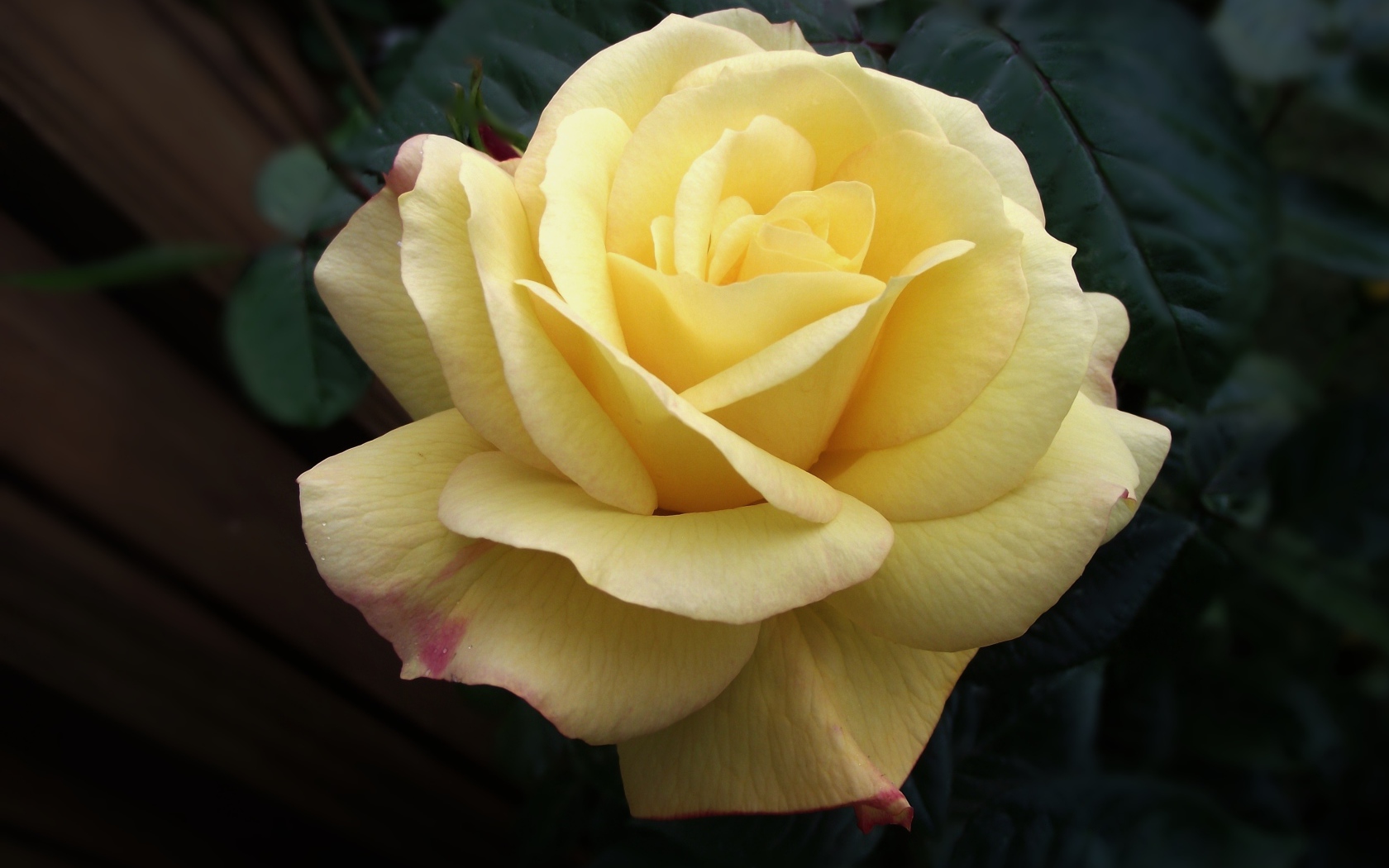 Нежная желтая роза крупным планом