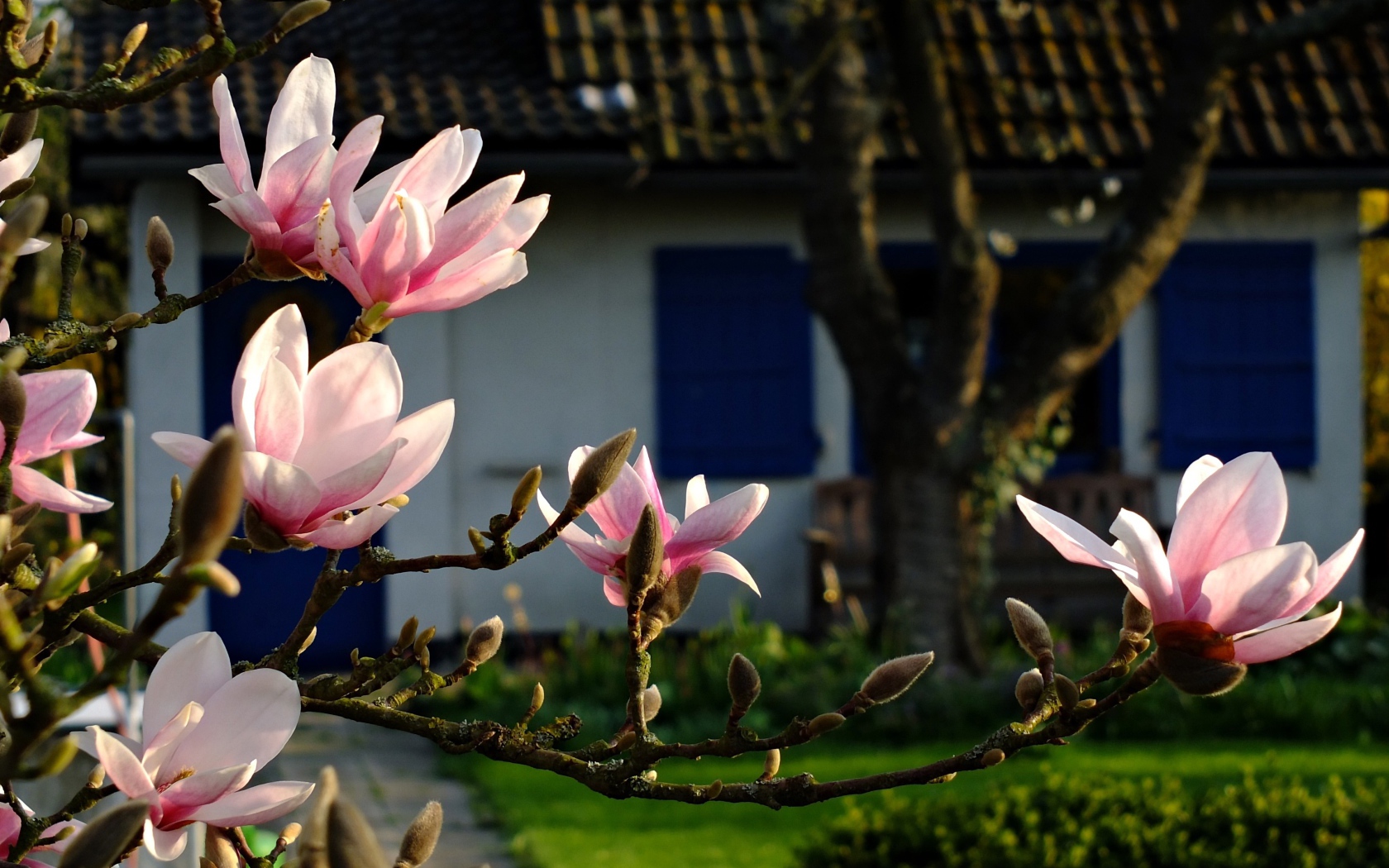 Цветущая ветка магнолии