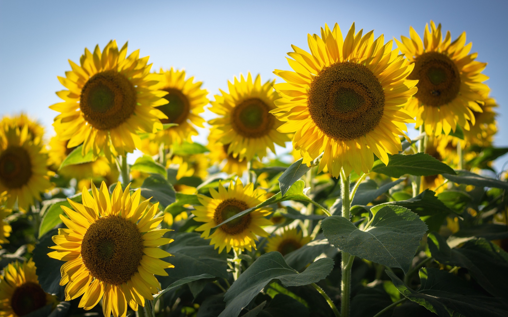 Цветущие желтые подсолнухи на фоне голубого неба