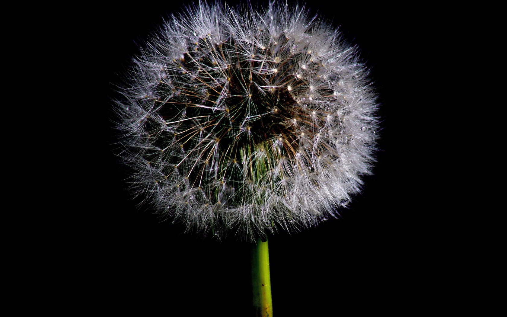 Пушистый белый одуванчик на черном фоне