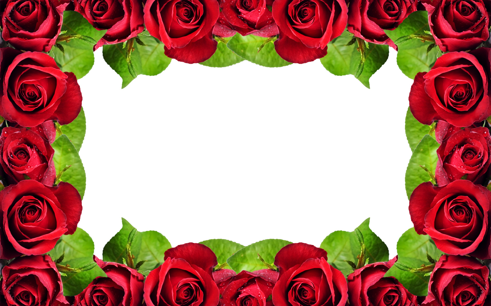 Рамка из красных роз на белом фоне