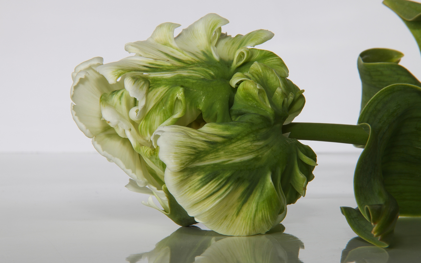 Зеленый с белым тюльпан крупным планом