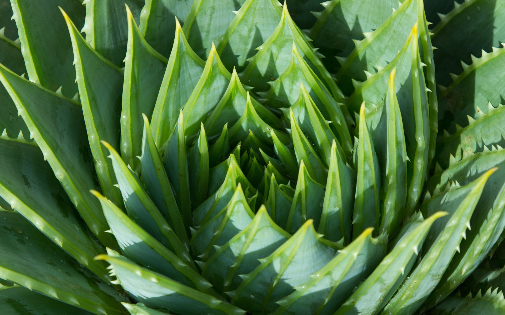 Сочные зеленые листья цветка алоэ 