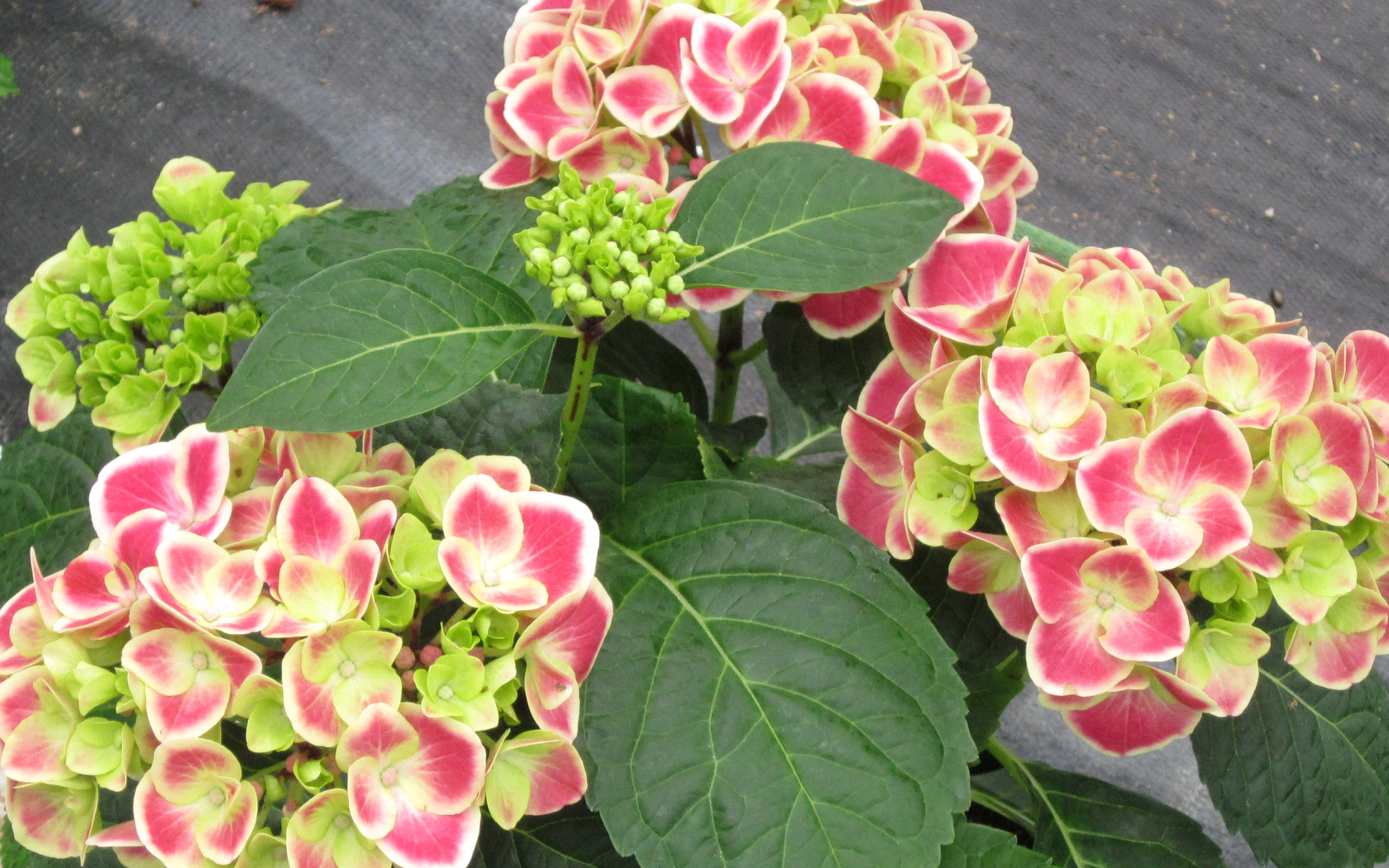 Большие розовые цветы гортензия