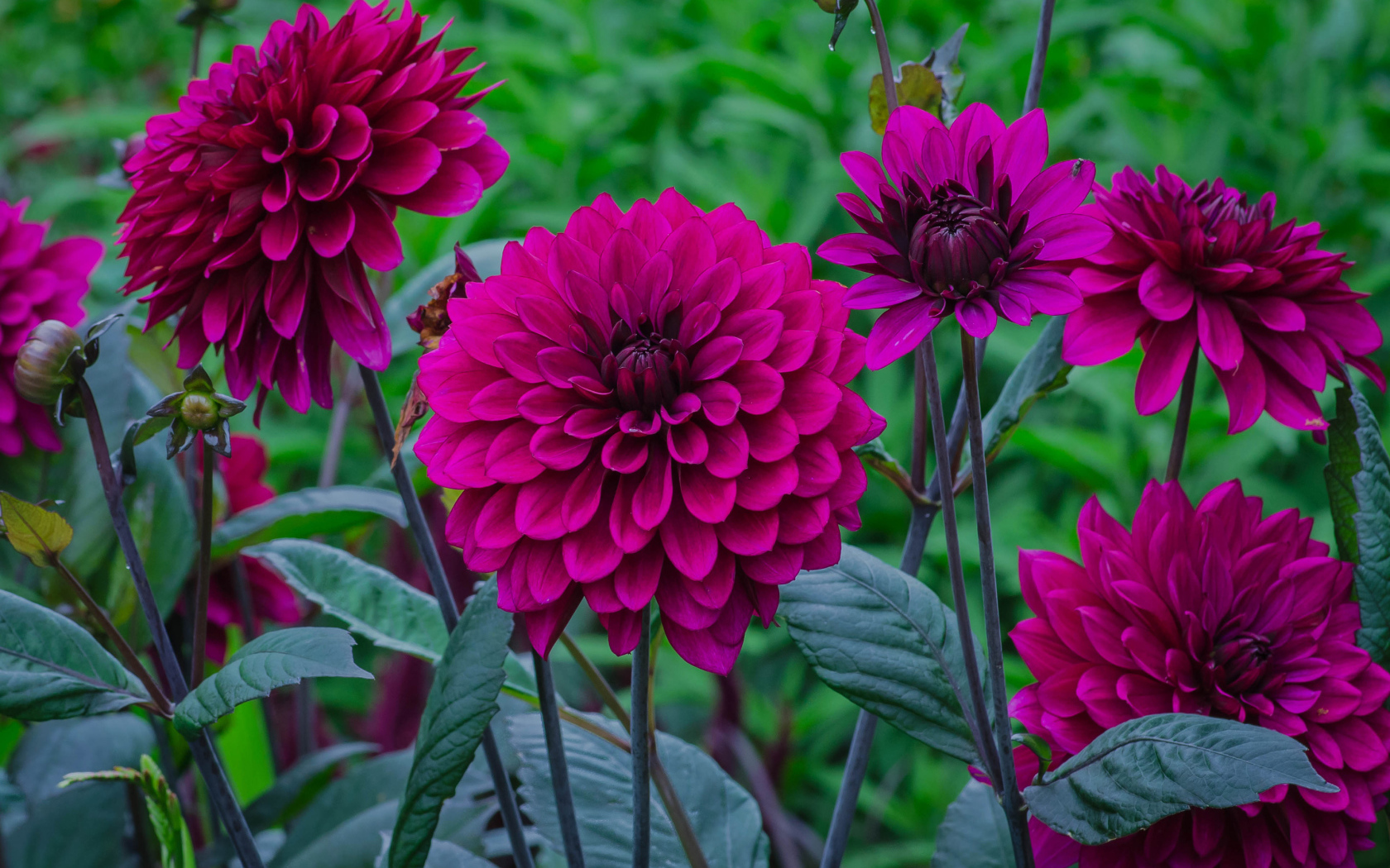 Сиреневые георгины с бутонами на клумбе 