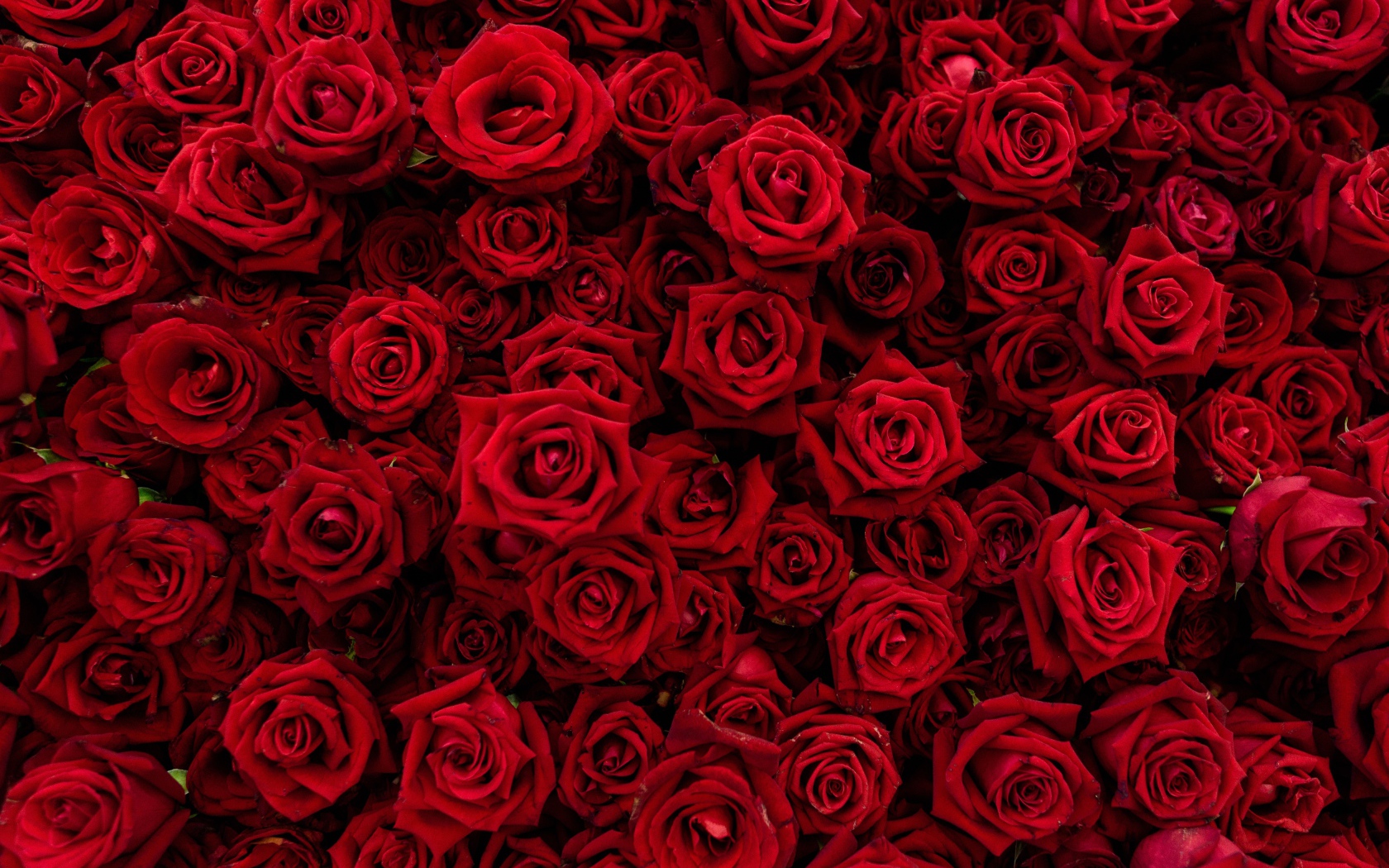 Много красивых красных роз крупным планом