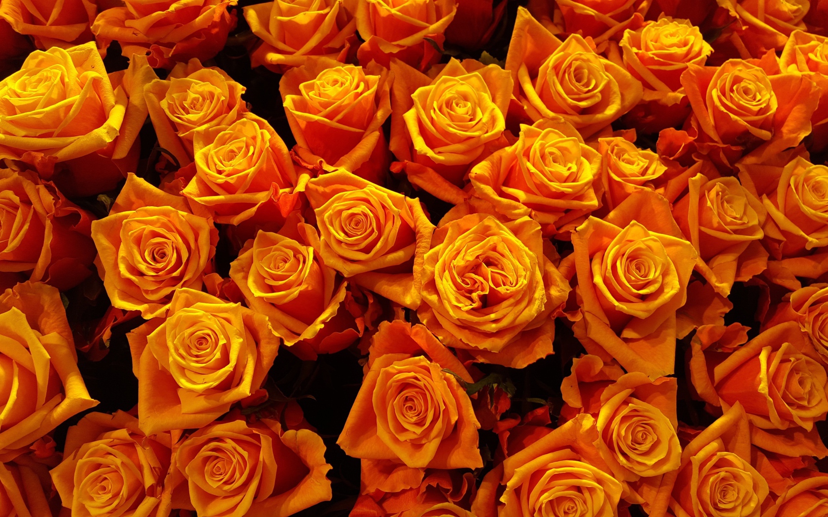 Много оранжевых роз крупным планом