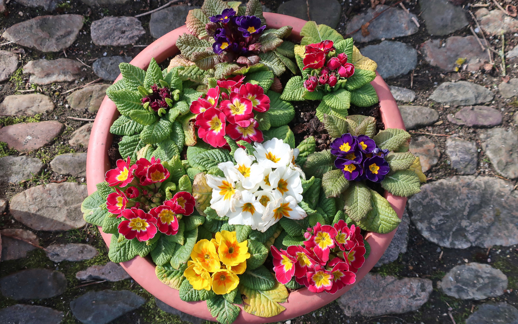 Разноцветные цветы примулы на клумбе