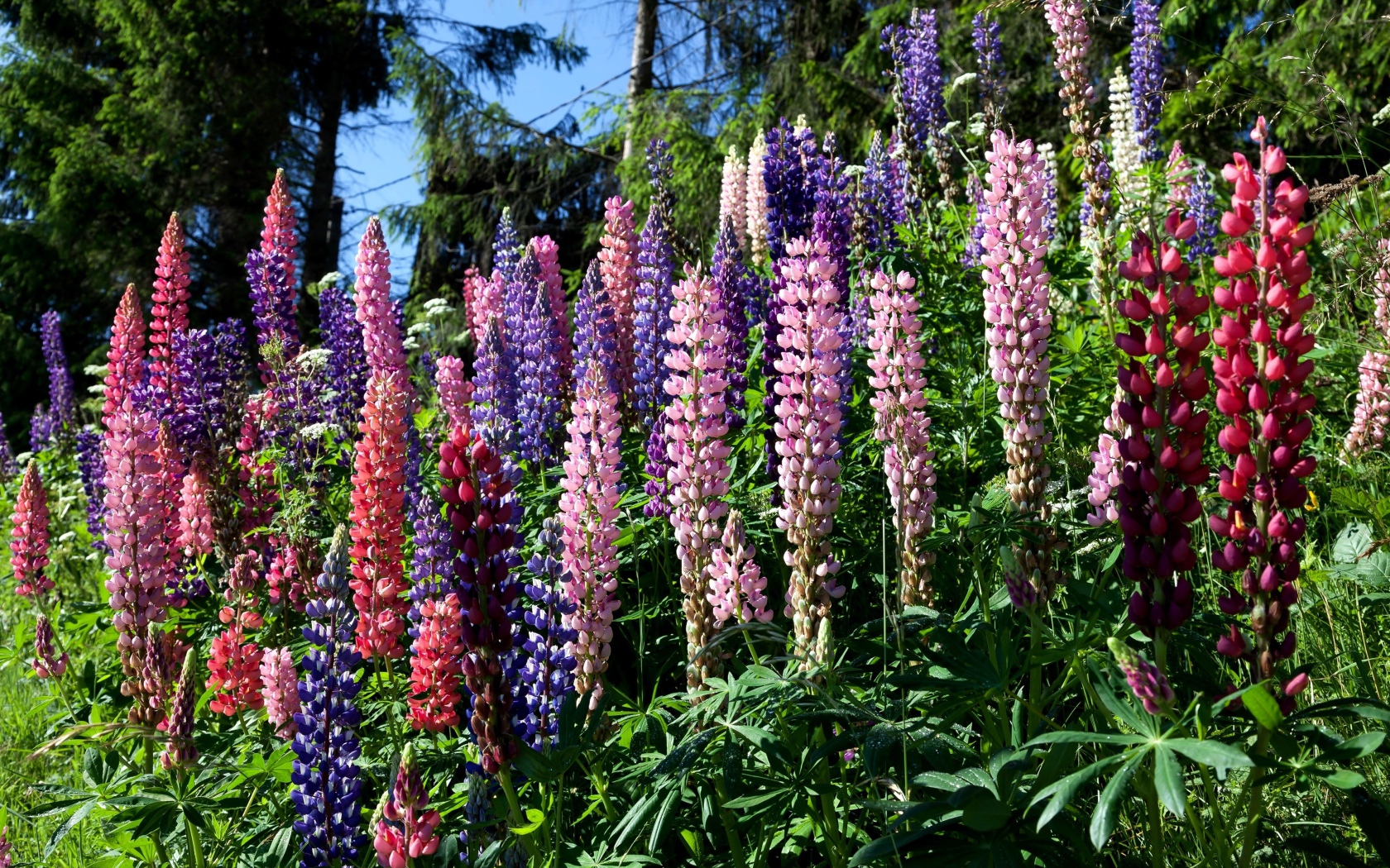 Разноцветные цветы люпина солнечным днем