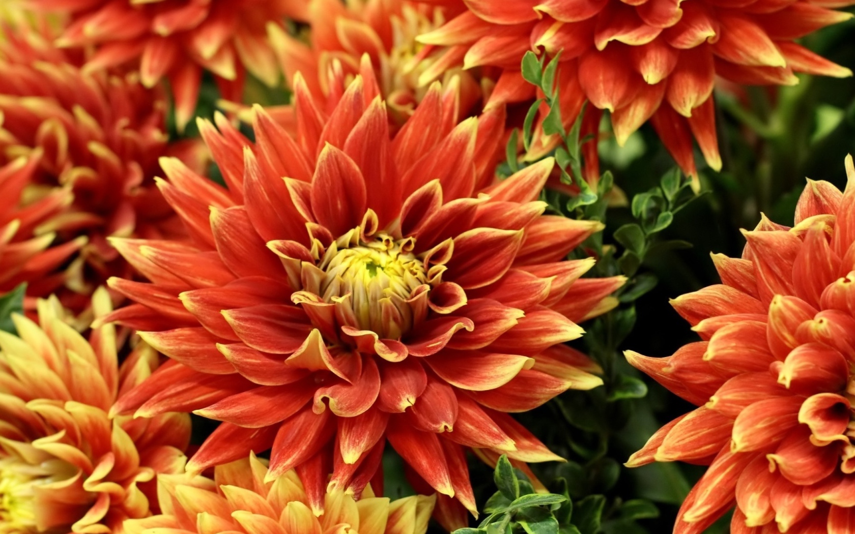 Оранжевые красивые георгины крупным планом 