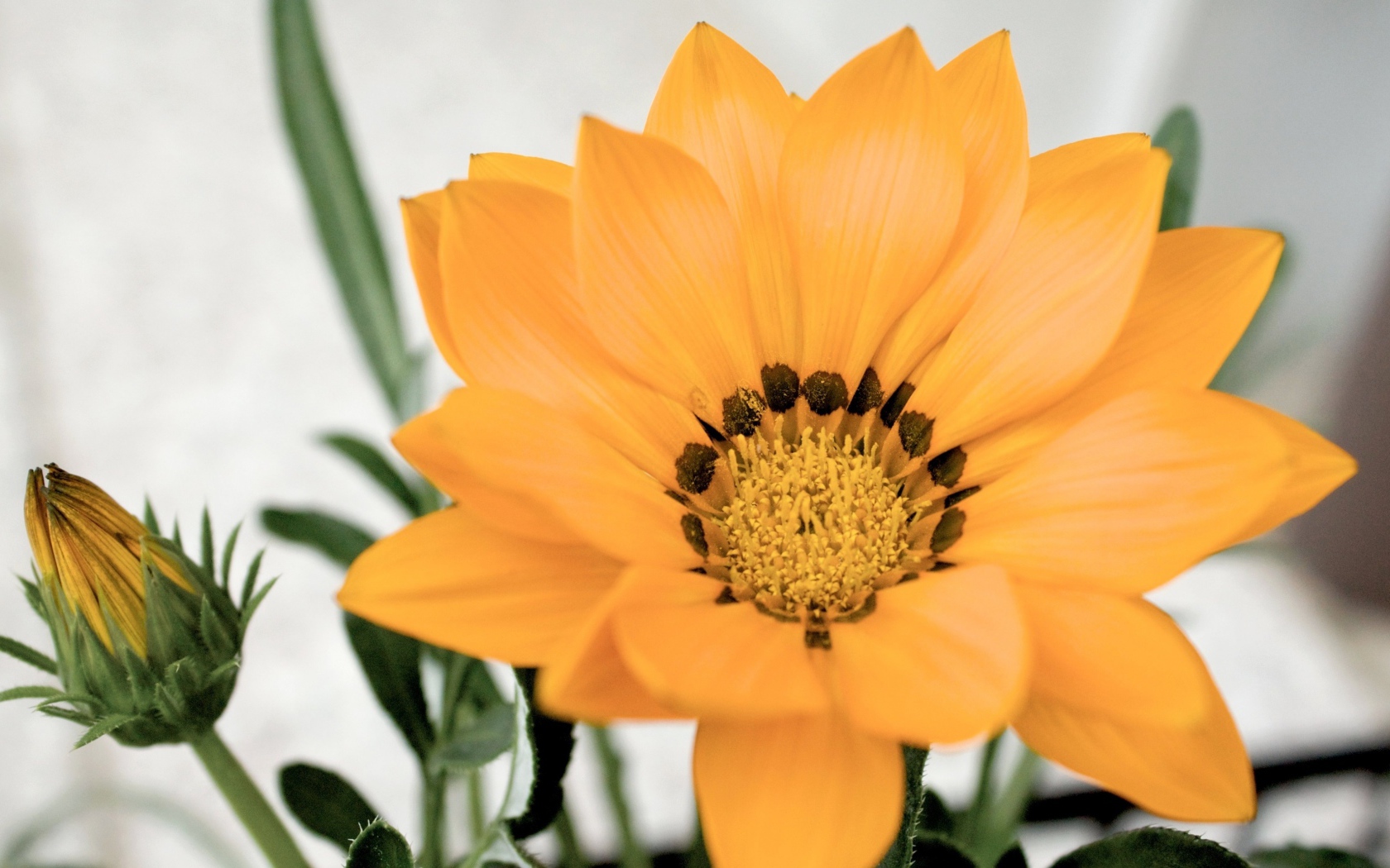 Оранжевый цветок газания с бутоном