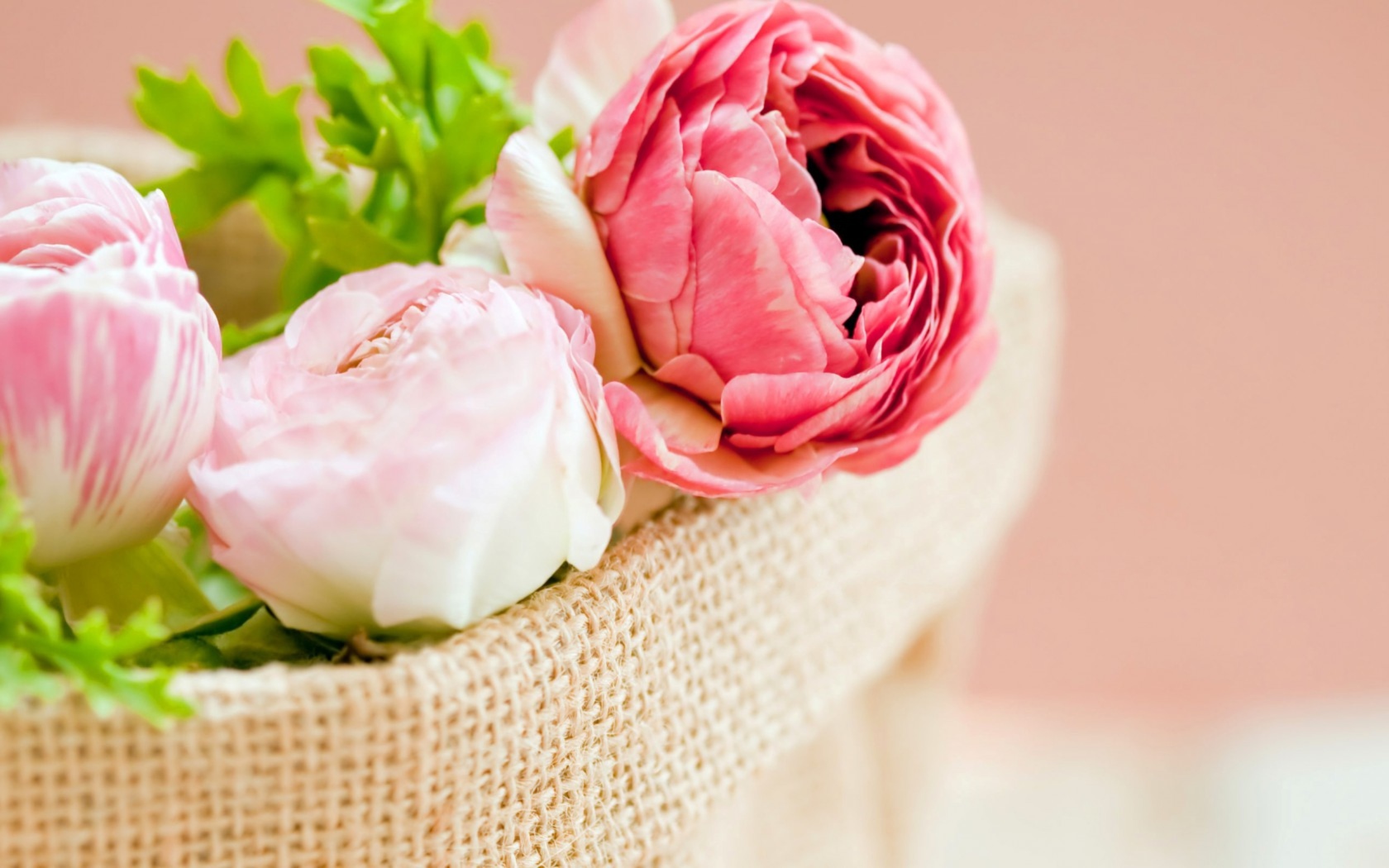 Розовые цветы лютика в корзине на розовом фоне