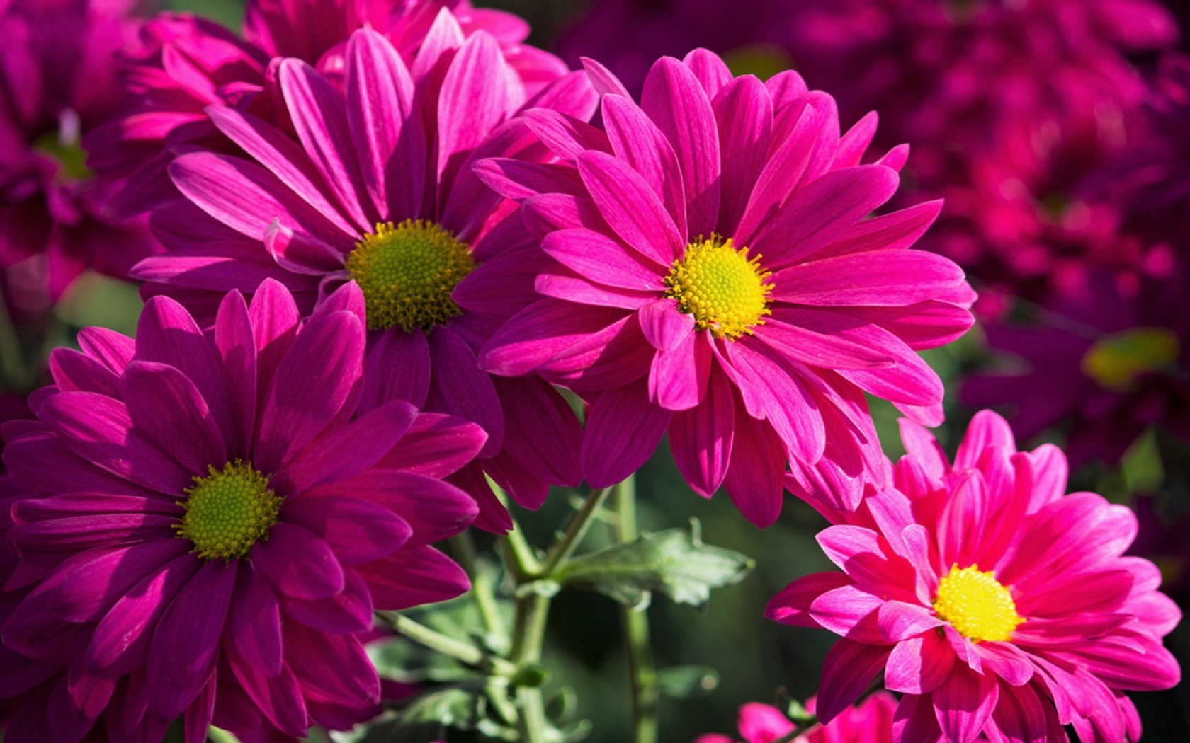 Розовые хризантемы крупным планом 