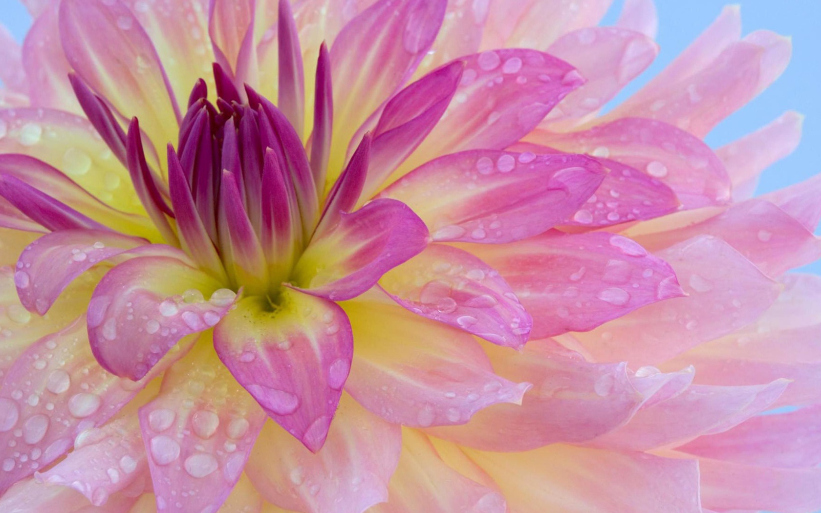 Розовая георгина с каплями воды на лепестках крупным планом