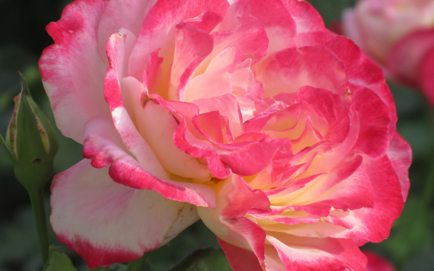 Розовый нежный цветок розы крупным планом