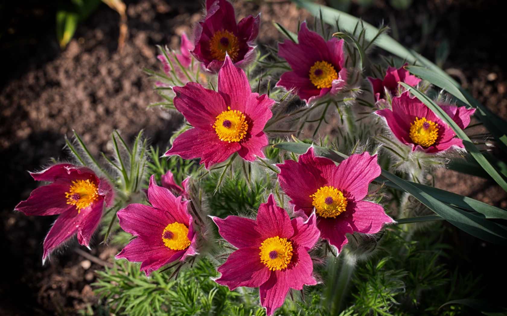 Розовые цветы прострел, вид сверху