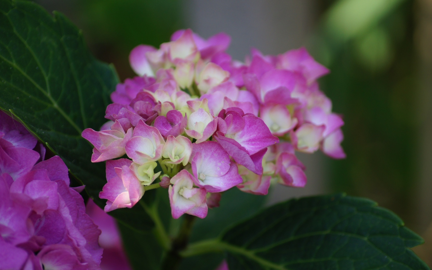 Розовые цветы гортензии с зелеными листьями