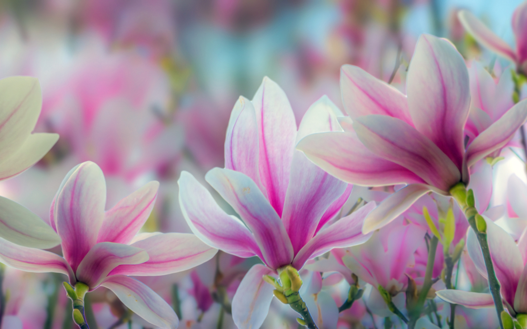 Розовые цветы магнолии крупным планом