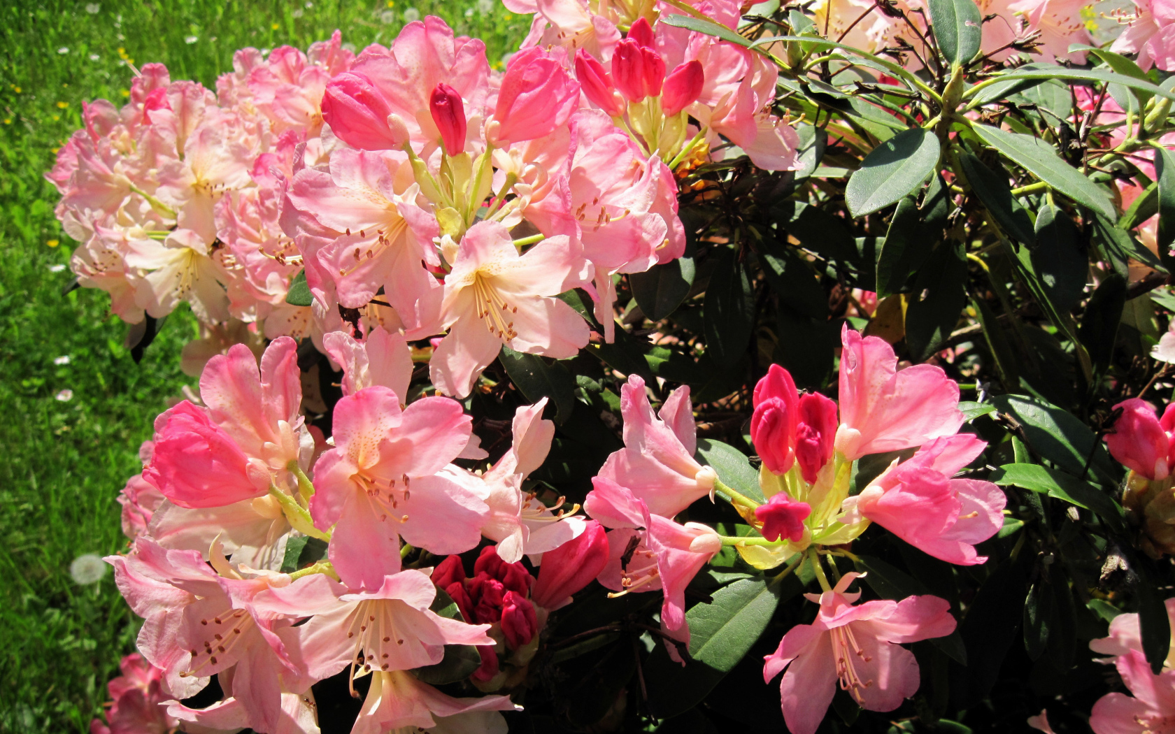 Розовые цветы рододендрон на клумбе