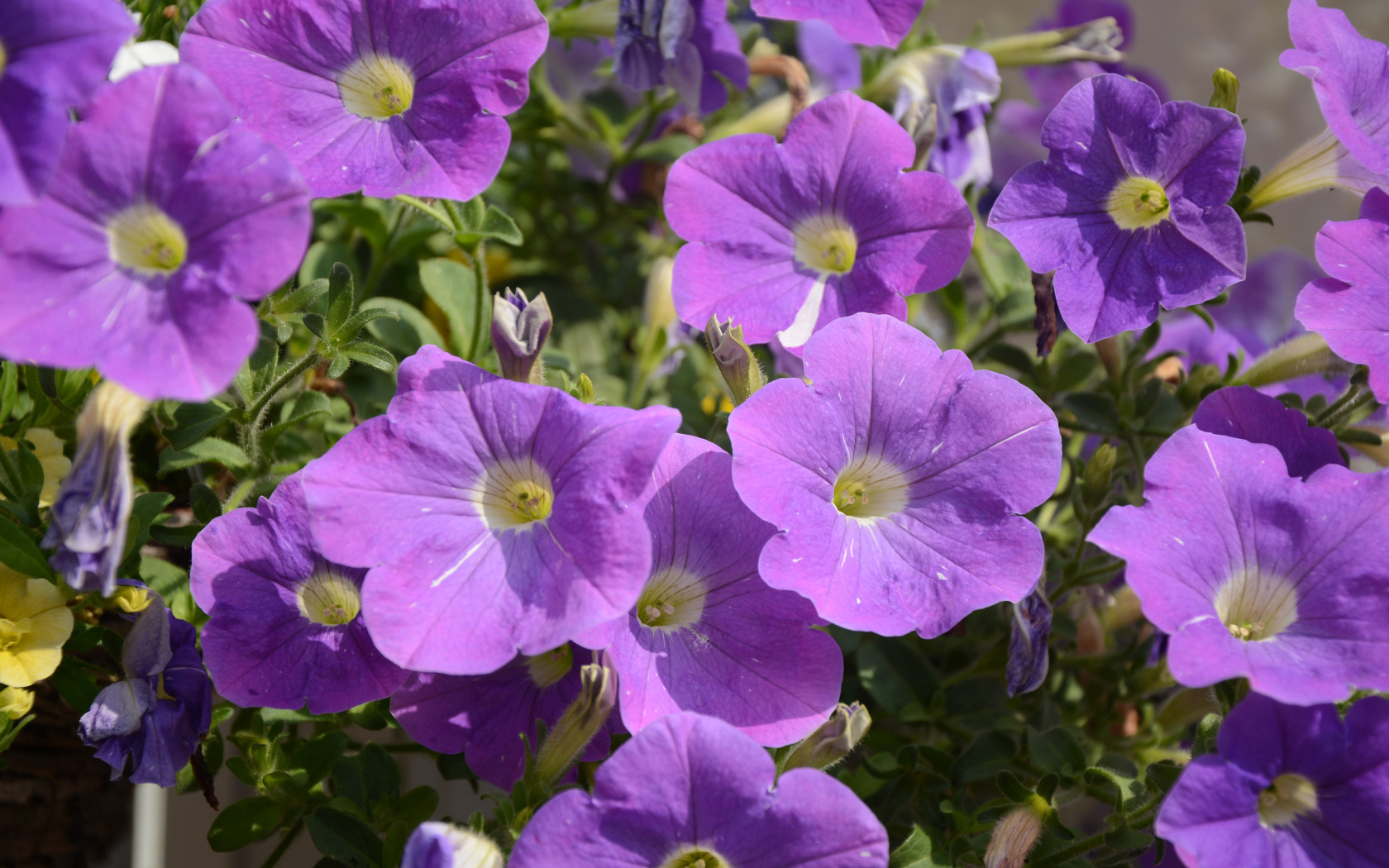 Фиолетовые цветы петунии в лучах солнца