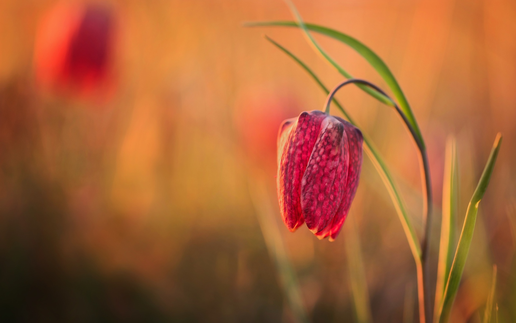 Красный цветок рябчик шахматный