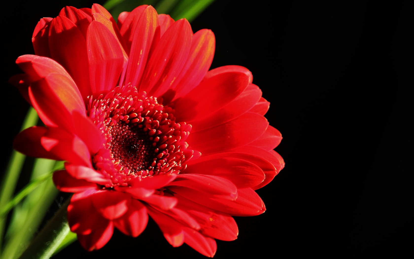 Красный цветок герберы на черном фоне крупным планом
