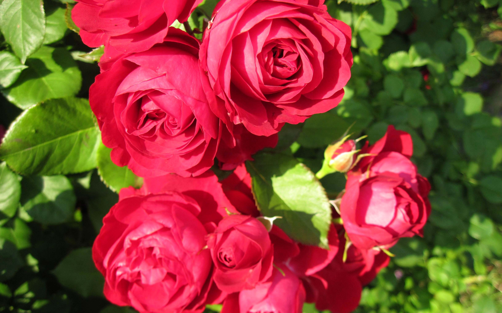 Красные розы крупным планом